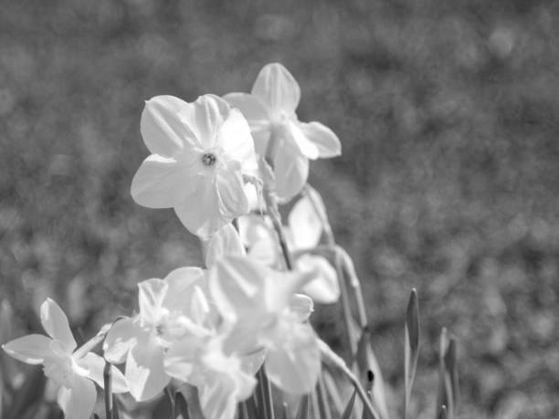 istock daffodils in the garden in the spring 1153861017
