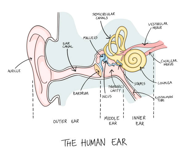 ilustrações de stock, clip art, desenhos animados e ícones de hand drawn illustration of human ear anatomy. - eustachian tube