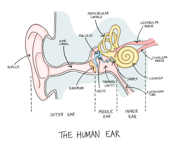 нарисованная вручную иллюстрация анатомии человеческого уха. - eustachian tube stock illustrations