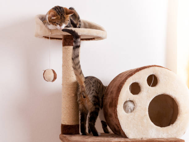 istock two playful cats together at scratching post 1153862065