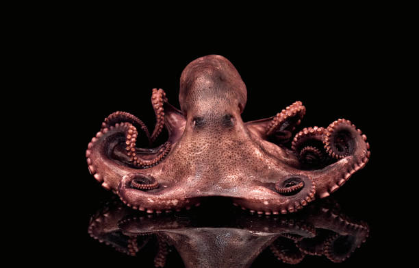 pieuvre - octopus photos et images de collection