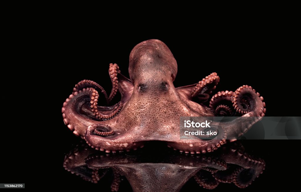 Octopus Octopus Tentacle Octopus Stock Photo