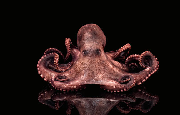 Octopus Octopus Tentacle Octopus stock pictures, royalty-free photos & images