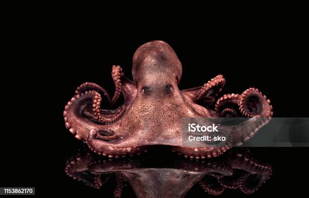 Octopus Stock Photo - Download Image Now - Octopus, Swimming, Tentacle