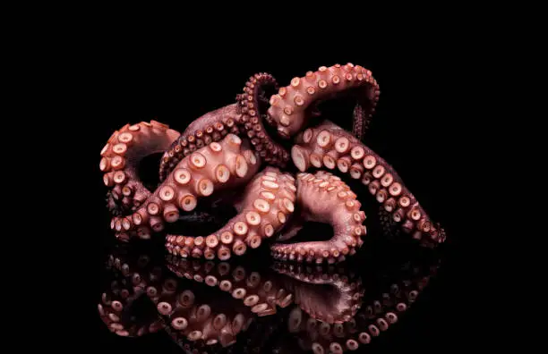 Photo of Octopus