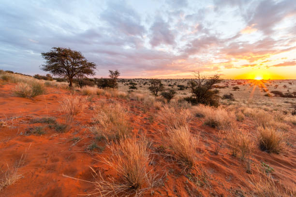 istock Sunset in the Kalahari 1153862299