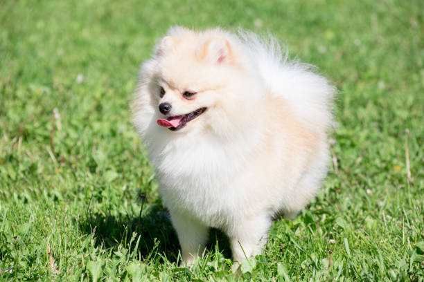 istock Cute pomeranian spitz puppy cream colored is standing on a spring meadow. Deutscher spitz or zwergspitz. 1153862319
