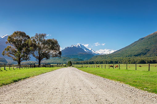 Road to Paradise, Gravel country road along Lake Wakatipu, Glenorchy and Diamond Lake in between farmland with grazing caddle and cows towards the small but famous village of 'Paradise' which was used in several films and on television. Queenstown - Glenorchy - Paradise, South Island,  Otago Region, New Zealand, Oceania.