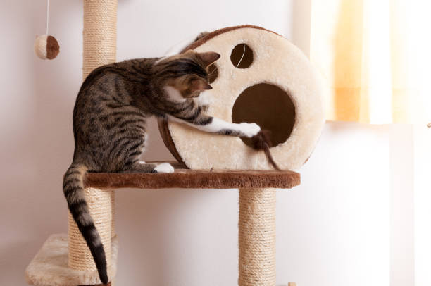 istock playful young tabby cat sitting on scratching post grabbing for toy mouse 1153862330