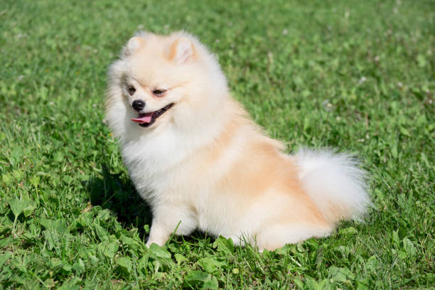 istock Cute pomeranian spitz puppy cream colored is sitting on a spring meadow. Deutscher spitz or zwergspitz. 1153862337