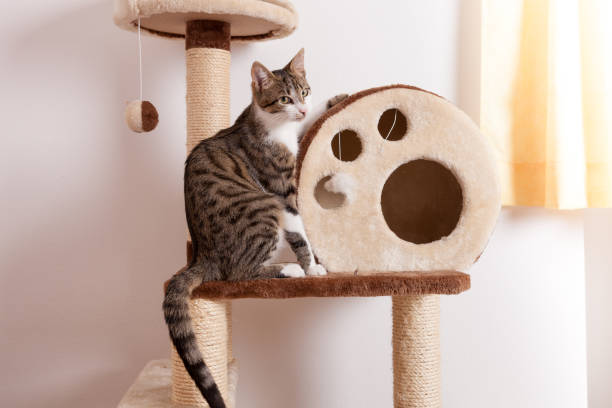 mistrusting funny looking tabby cat sitting on scratching post, looking into camera