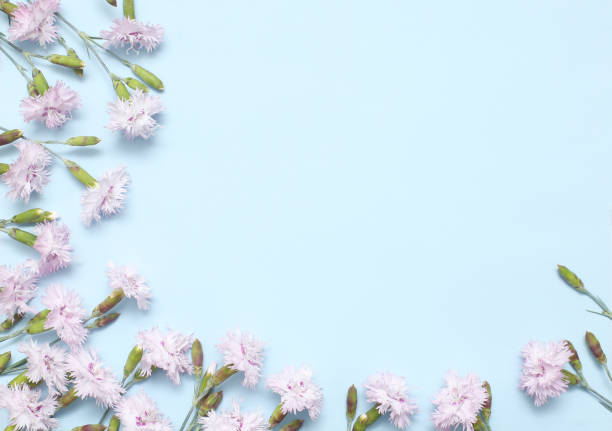 istock A branch withlight pink carnations on textural blue paper. Spring background for design and decoration 1153864741