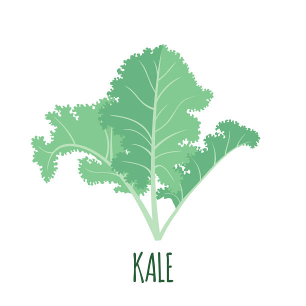 illustrazioni stock, clip art, cartoni animati e icone di tendenza di icona di kale in stile piatto isolata su bianco. - agriculture cooking food eating