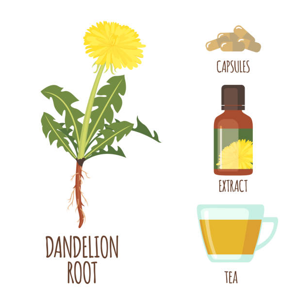 Dandelion set in flat style isolated on white. Dandelion root set with capsules, tea and extract in flat style isolated on white background. Organic healthy food. Medicinal herbs collection. Vector illustration. dandelion root stock illustrations