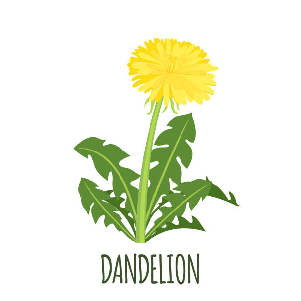 ikona mniszka lekarskiego w płaskim stylu izolowana na biało. - dandelion flower yellow vector stock illustrations