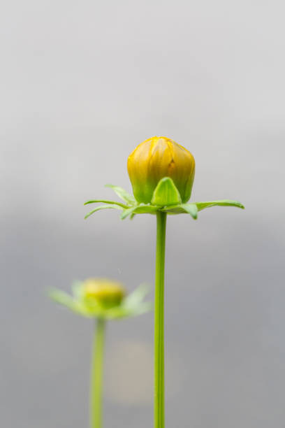 im freien frühling single goldenes hühnchen chrysanthemum knochen makro in der nähe, coreopsis, coreopsis drummondii torr. et grau - chrysanthemum macro close up single object stock-fotos und bilder