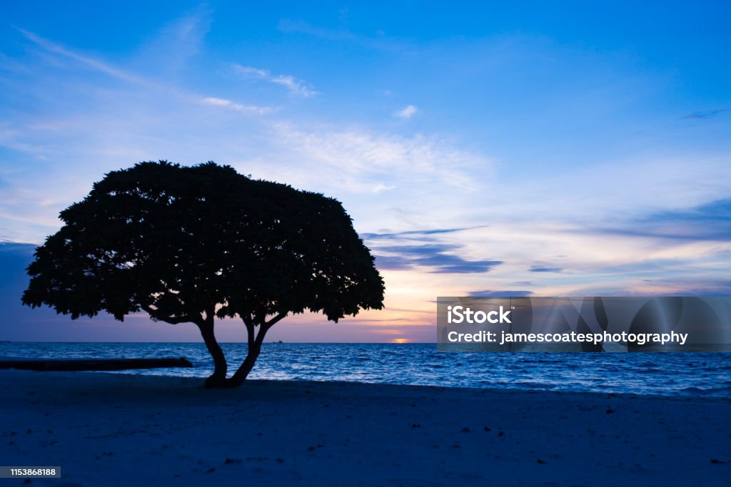 Beach Tree Sunset View of the sunset with the silhouette of a beach tree from the ocean near the island of Dhidhoofinolhu, South Atoll, Maldives Beach Stock Photo
