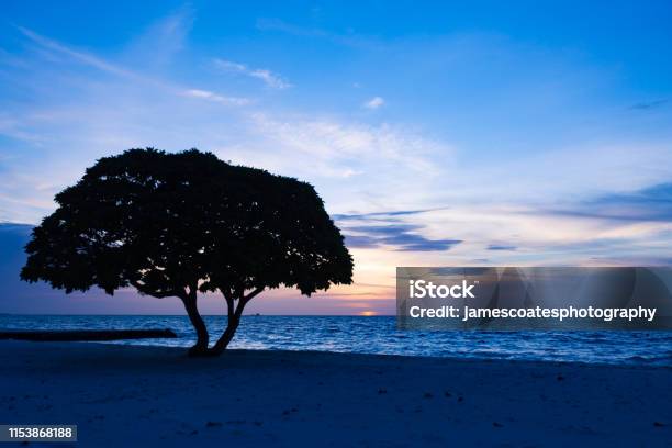 Beach Tree Sunset Stock Photo - Download Image Now - Beach, Beauty, Beauty In Nature