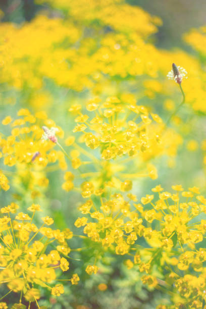 Closeup solf Cosmos on yellow background using as fresh ecology and wallpaper concept