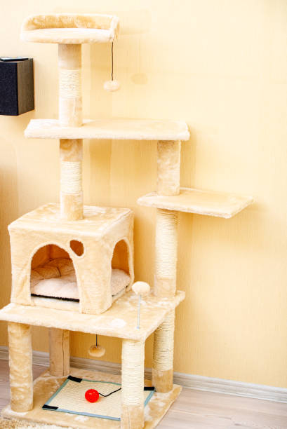 istock Cute funny cat tree in the living  room. 1153869269