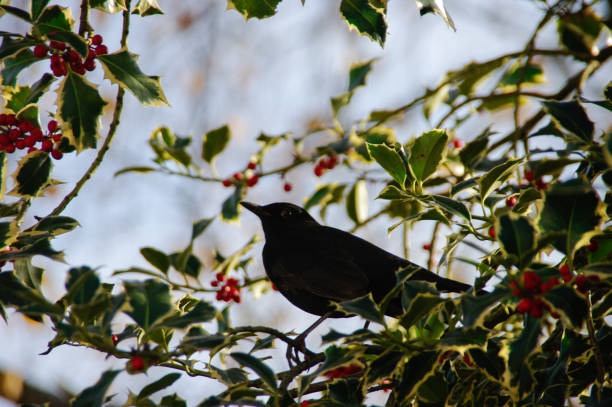 istock Blackbird in Holly bush 1153870866