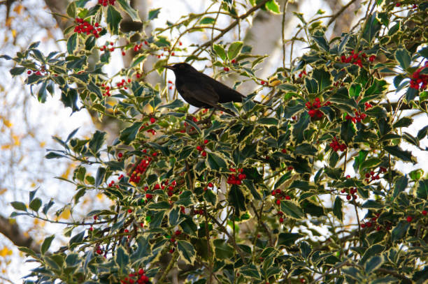 istock Blackbird in Holly bush 1153870870