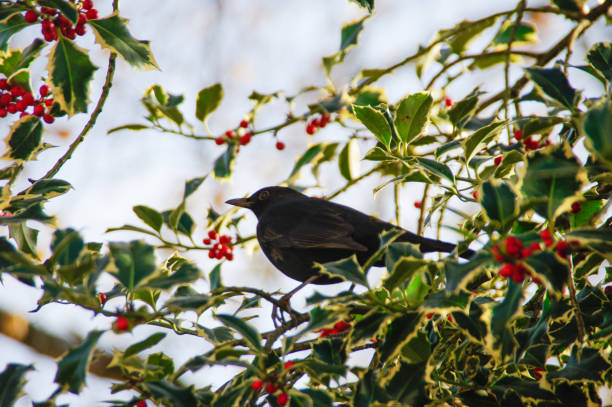 istock Blackbird in Holly bush 1153870875