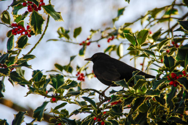 istock Blackbird in Holly bush 1153870877
