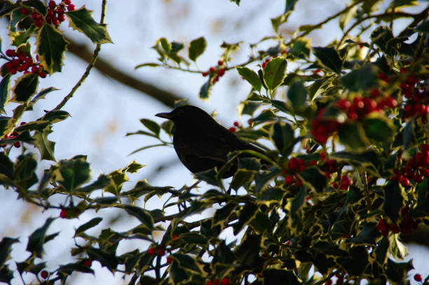 istock Blackbird in Holly bush 1153870902
