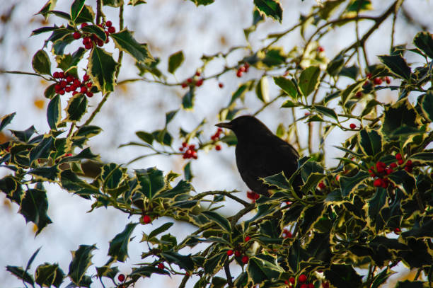 istock Blackbird in Holly bush 1153870903