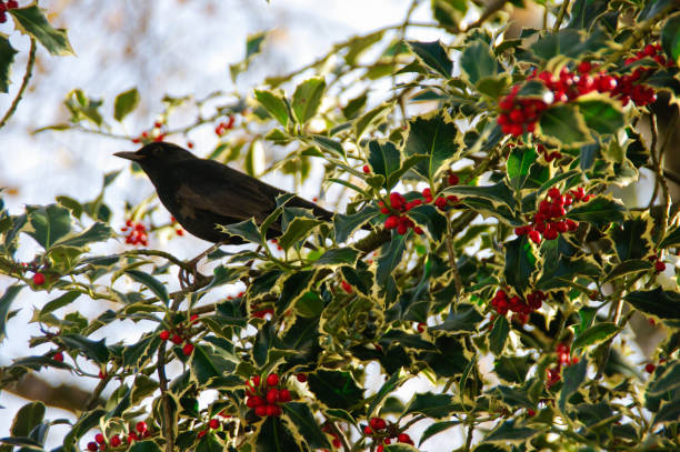 istock Blackbird in Holly bush 1153870926