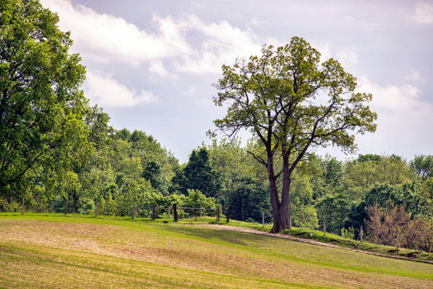 istock Rural Landscape with Tree and Fence 1153870928