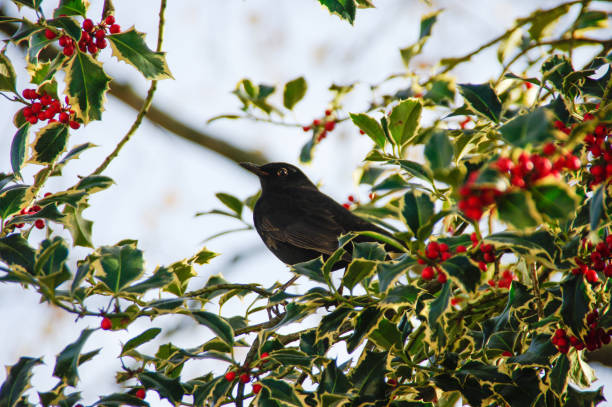 istock Blackbird in Holly bush 1153870930