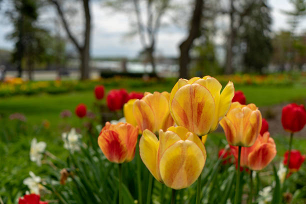 istock Tulip at Niagara Falls in Ontario,Canada 1153870990