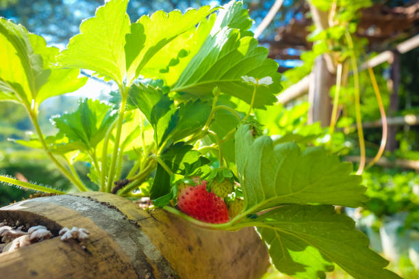 istock Strawberry plant in home garden 1153871213