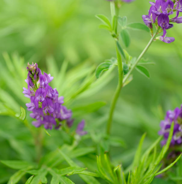istock Blooming bird's vetch, Vicia cracca 1153872009