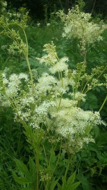 istock White meadowsweet beautiful macro nature 1153873824