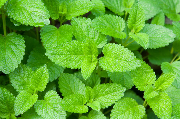 istock new mint plants growing in garden 1153873945
