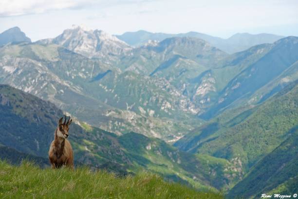 chamoix on alpes landscape - mercantour national park imagens e fotografias de stock
