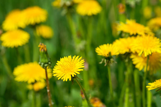 istock Yellow dandelions on sunny field spring flowers blossom. 1153874014
