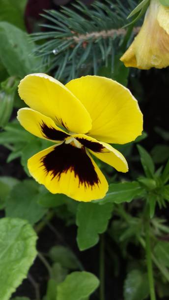 istock Yellow flower pansy beautiful macro nature vertical background 1153874774
