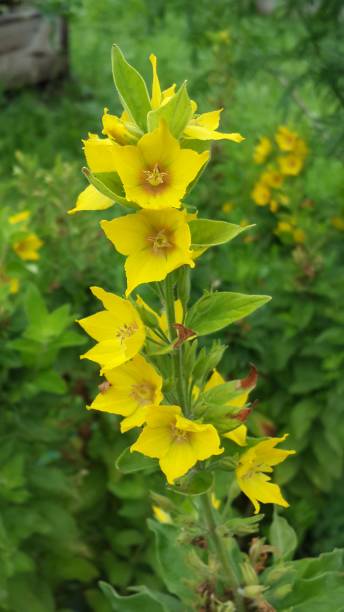 istock Yellow flower campanula beautiful macro nature vertical background 1153874828
