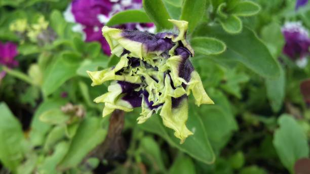 istock Violet and yellow double petunia beautiful macro nature 1153874845