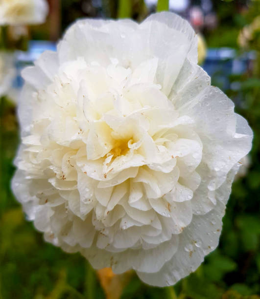 istock White mallow beautiful macro nature 1153874912