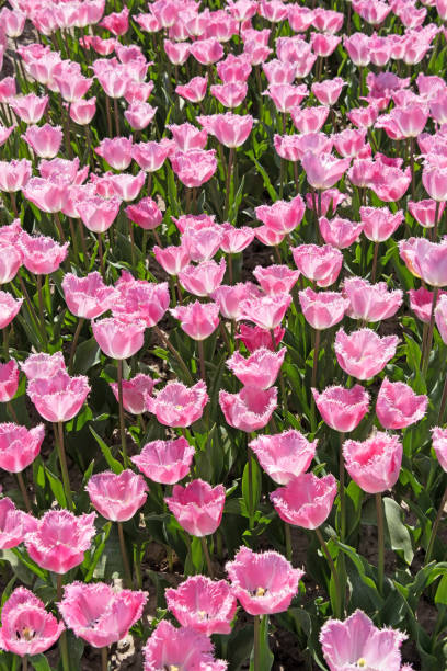 istock Flowerbed with pink tulips 1153874975