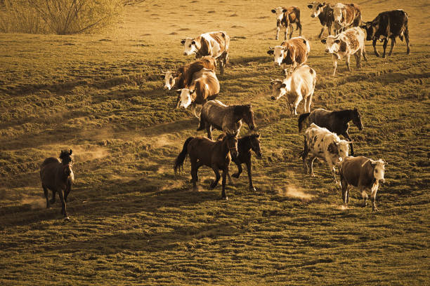 animais domésticos no prado - cattle station - fotografias e filmes do acervo