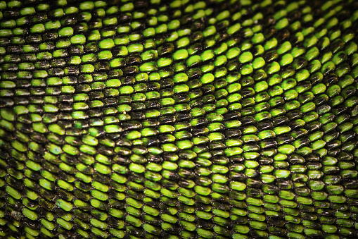 real texture of green lizard skin ( Lacerta viridis )