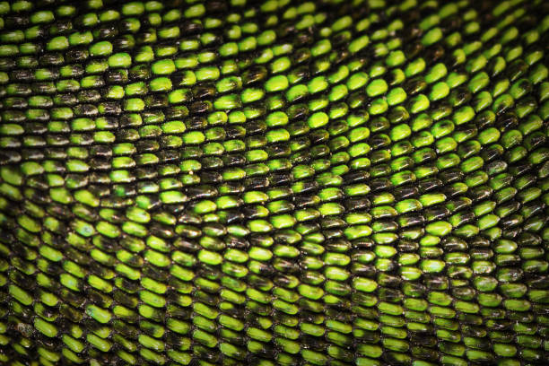 real texture of green lizard skin stock photo
