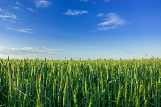 istock Green cereal field and clouds on a blue sky 1153876420