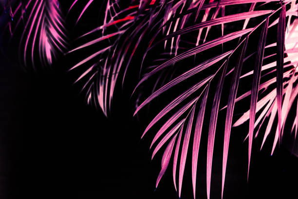 istock red leaves tropical palm tree backlit black 1153876835